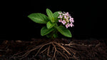 detail shot of Lantana Wagon Wheel Pink live houseplant from Divine Roots