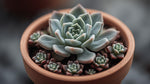 leaf detail of Echeveria Prolifica Succulent live succulent from Divine Roots