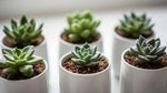 new growth on Pet Friendly Succulent Pack live succulent from Divine Roots