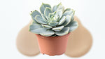 Echeveria lilacina live plant from Divine Roots — photo 9 of 12