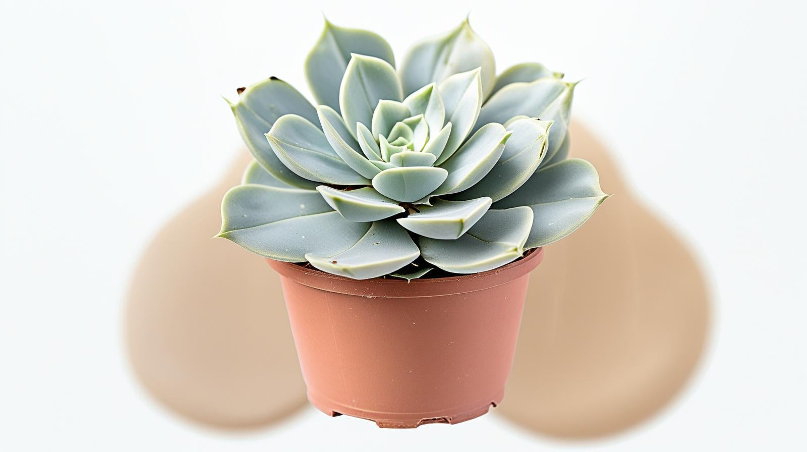 Echeveria lilacina live plant from Divine Roots — photo 9 of 12
