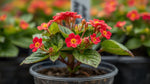 new growth on Lantana Florida Red (Rooted Starter Plant) live houseplant from Divine Roots