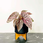 new growth on Angel Wing Begonia Miss Mummy Rooted Starter Plant live Begonia from Divine Roots