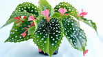 new growth on Angel Wing Begonia My Special Angel live Begonia from Divine Roots