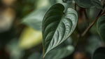 mature specimen of Philodendron Micans (Velvet-Leaf Philodendron) live Philodendron from Divine Roots