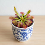 detail shot of Sundew Drosera Spatulata live houseplant from Divine Roots