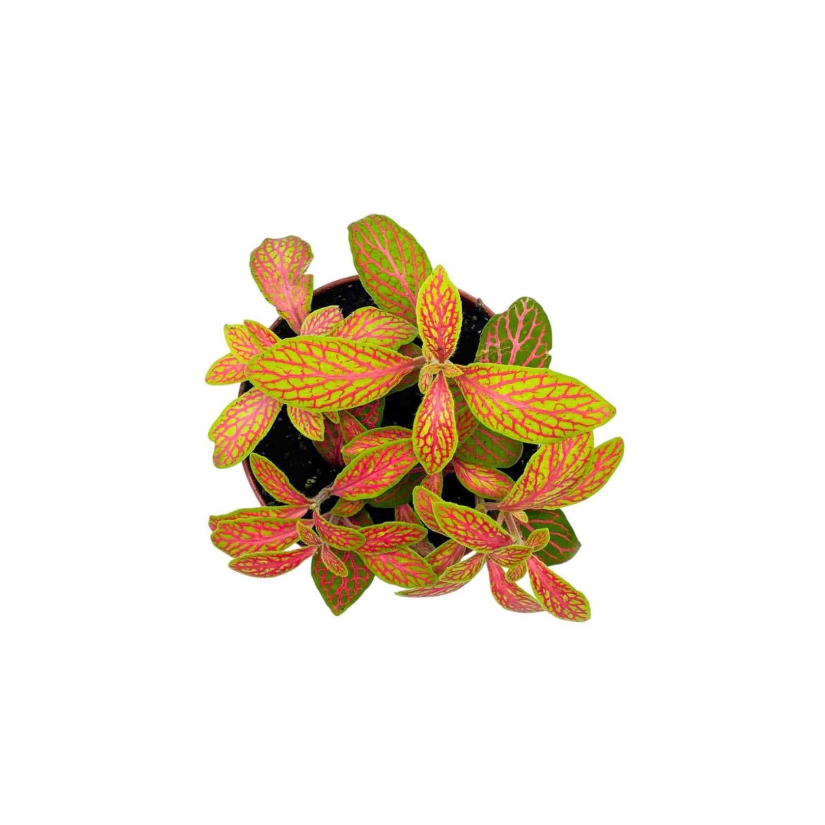 top view of Fittonia Skeleton live houseplant from Divine Roots