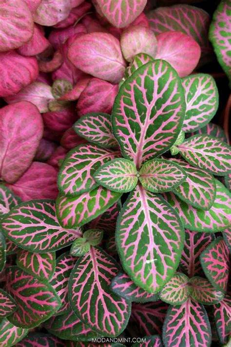 growth pattern of Fittonia Verschaffeltii Pink Rooted Starter Plant live houseplant from Divine Roots