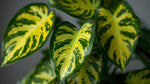 size reference for Philodendron Malay Gold (Lemon Lime) live Philodendron from Divine Roots