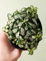 new growth on Fittonia Tiger Rooted Starter Plant live houseplant from Divine Roots