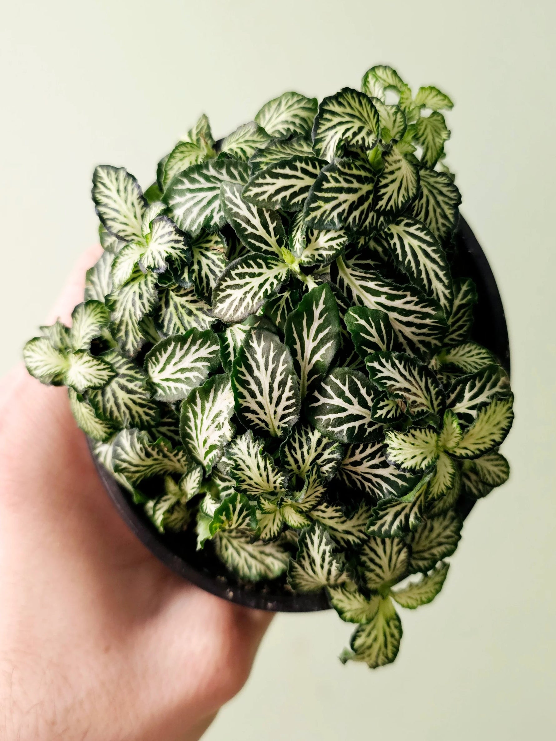 new growth on Fittonia Tiger Rooted Starter Plant live houseplant from Divine Roots