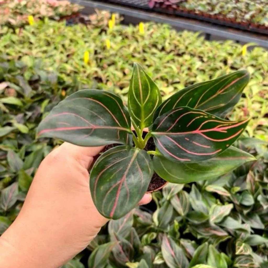 Aglaonema Queen Red Vein