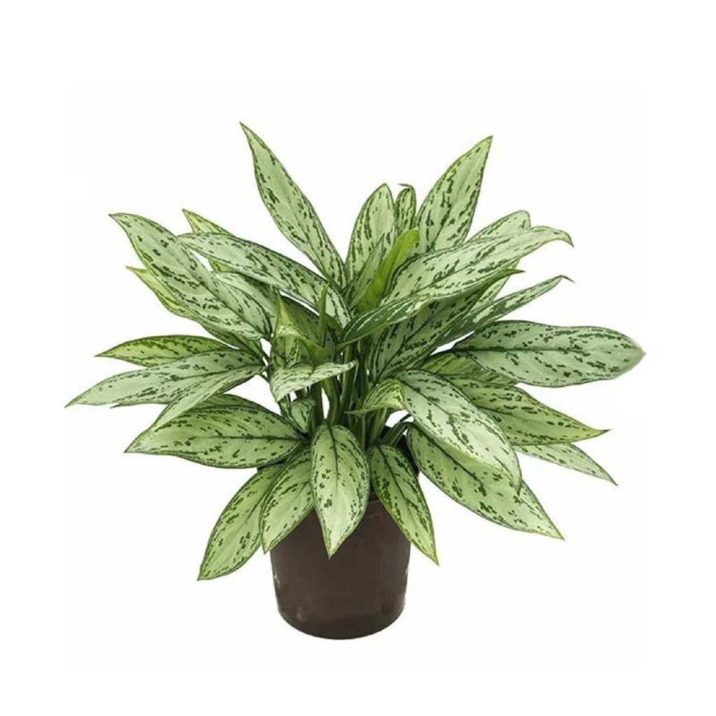 Aglaonema Queen "Chinese Evergreen"