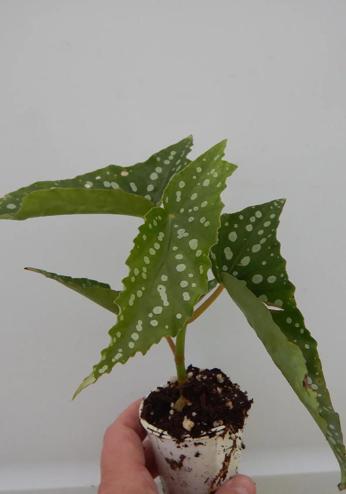 Torch Begonia. Rooted plant, green and white.