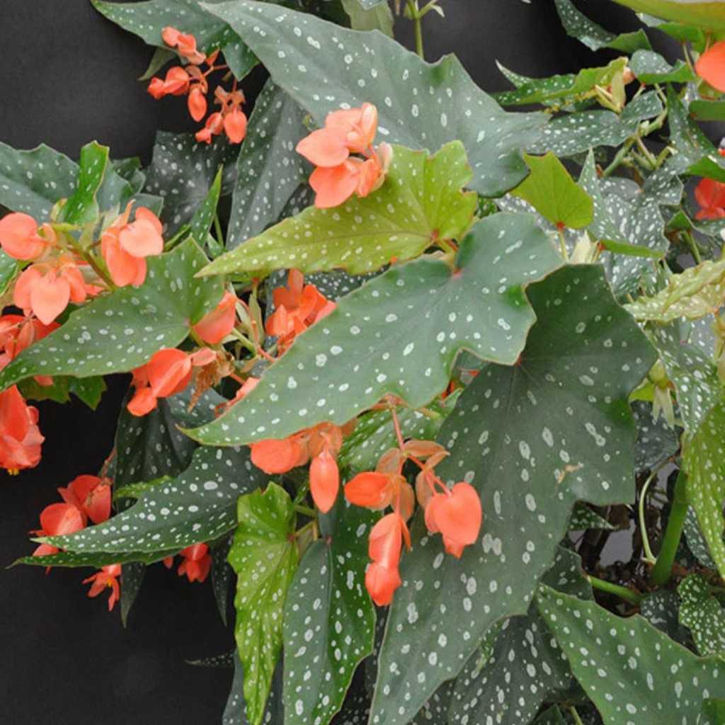 Lois Burke Begonia, spotted leaves with orange flowers, garden plant.