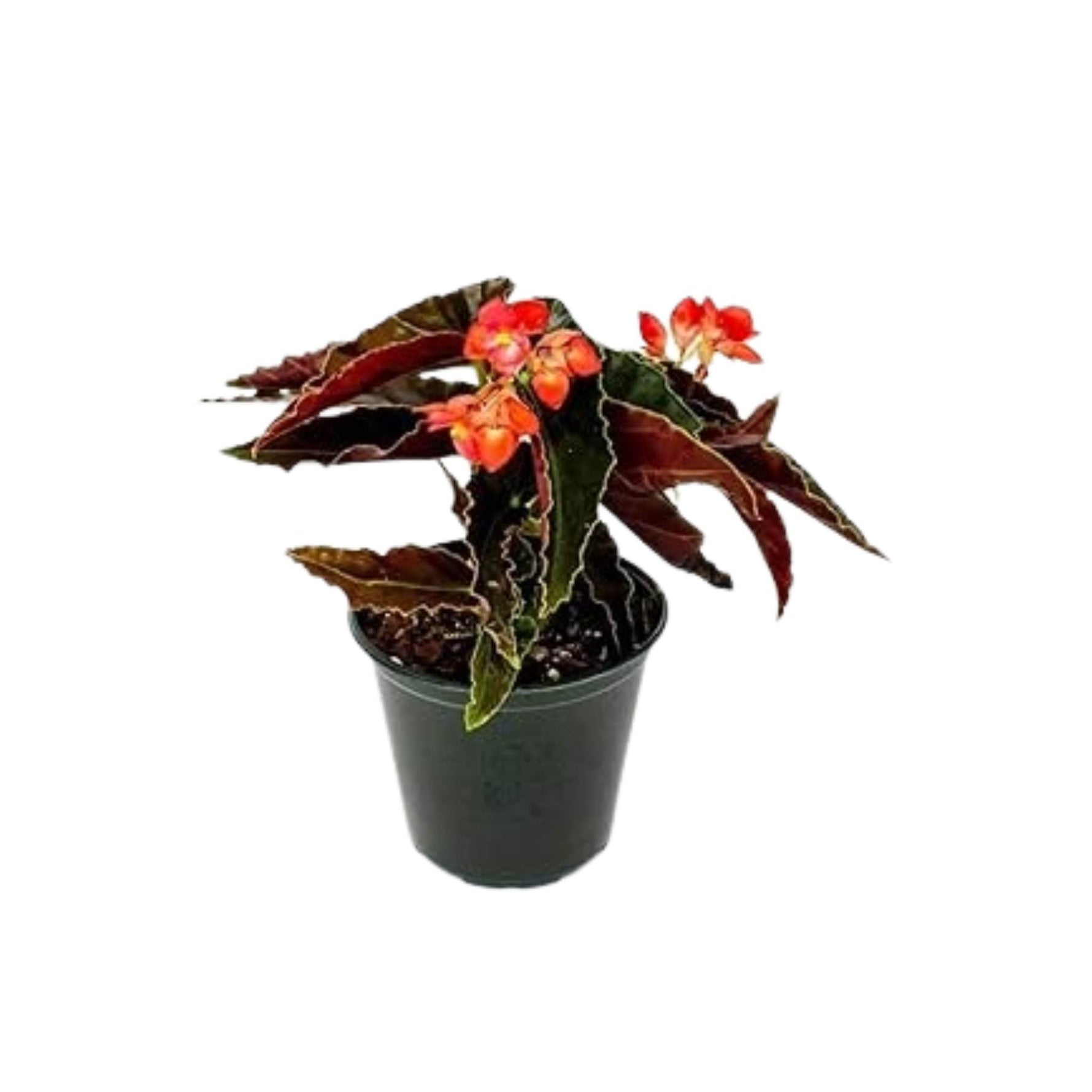 Angel Wing Begonia Torch, USA grown, orange flowers, pot plant.