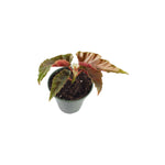 Angel Wing Begonia Torch, USA grown, potted plant, dark leaves.