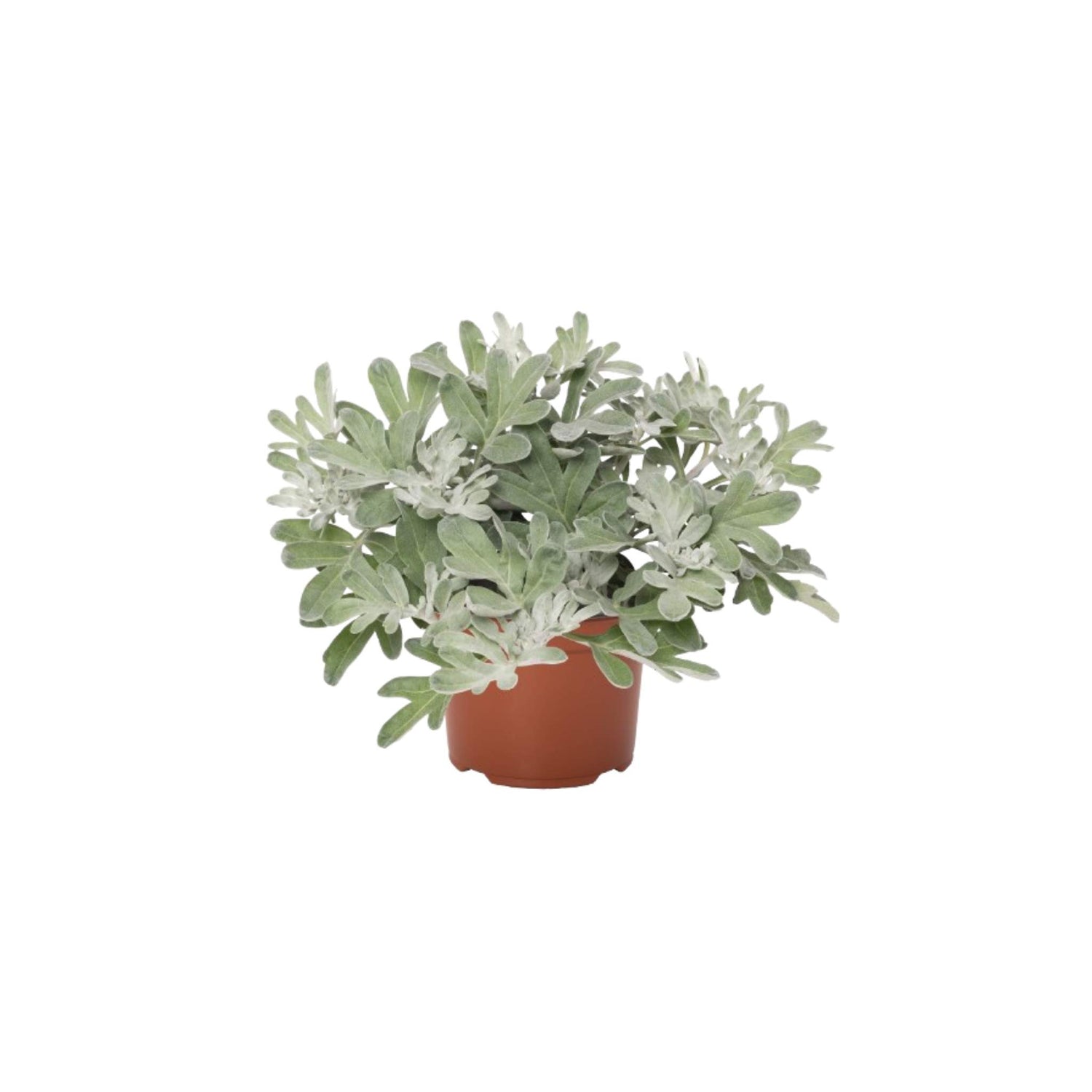 Artemisia Silver Brocade, USA grown, silver leaf potted plant.