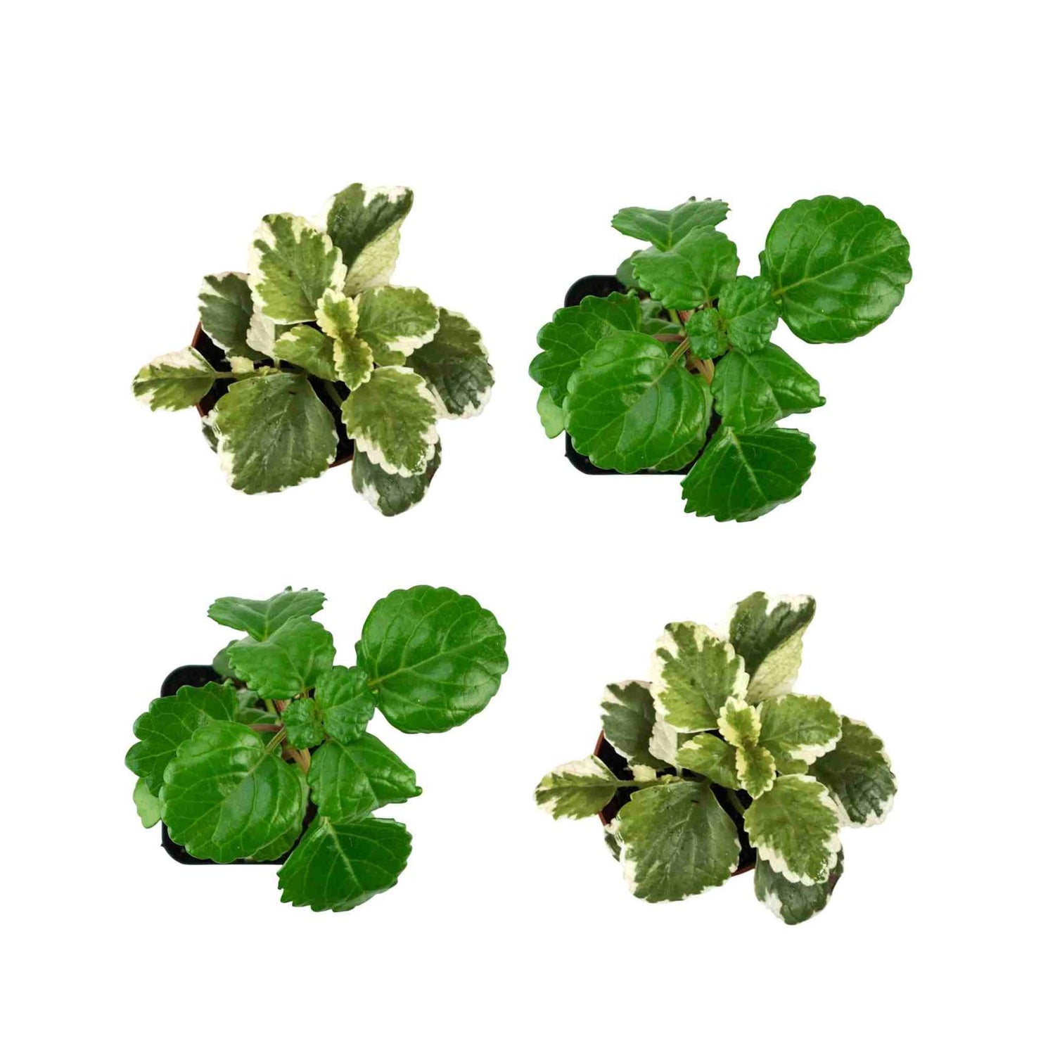 Plectranthus Swedish Ivy Assorted