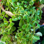 Baby Tears rooted plant. Green leaves detail, small pot shown USA.