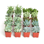 Easy succulents, beginner pack, USA plants.