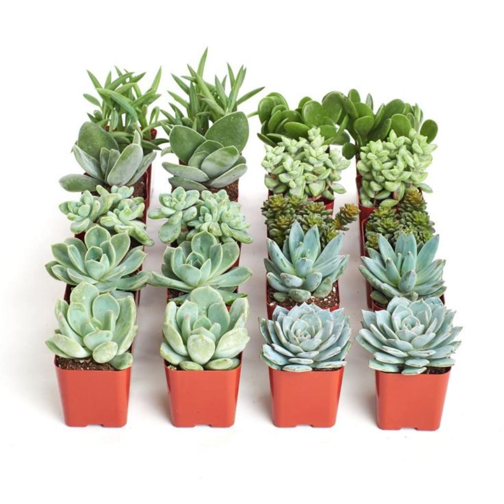 Easy succulents, beginner pack, USA plants.