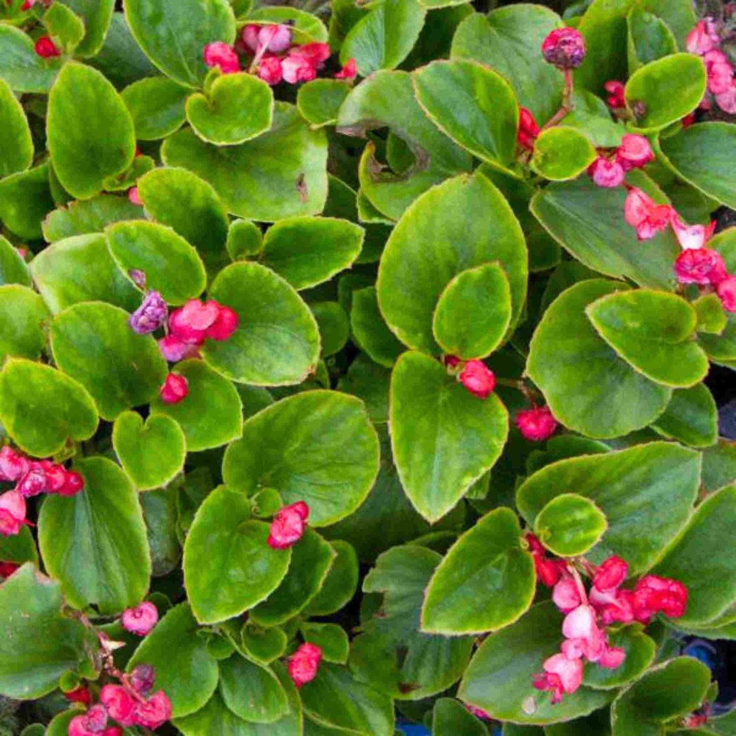 Begonia Double Geneva Red Rooted Starter Plant