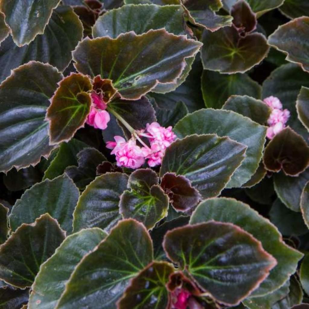 Begonia Double Lady Francis Pink Rooted Starter Plant, pink flowers.