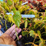 Rooted Begonia, Lois Burke, young plant, held in hand.