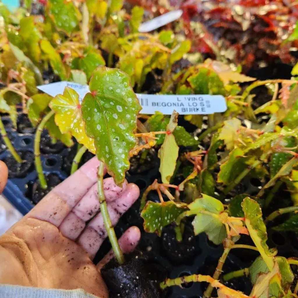 Rooted Begonia, Lois Burke, young plant, held in hand.