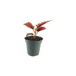 Begonia, for sale in USA, potted indoor plant, dark leaves.