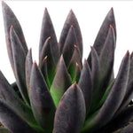 Echeveriaaffinis Black Knight, showing dark, pointed leaves.