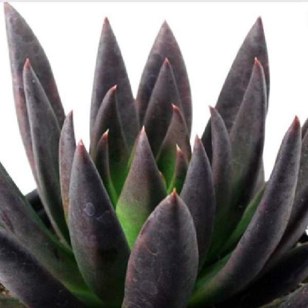 Echeveriaaffinis Black Knight, showing dark, pointed leaves.