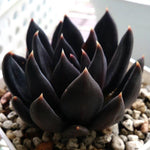 Echeveriaaffinis Black Knight, showing dark leaves and orange tips.