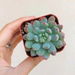 Echeveria Blue Elf, rooted starter succulent, held in hand.