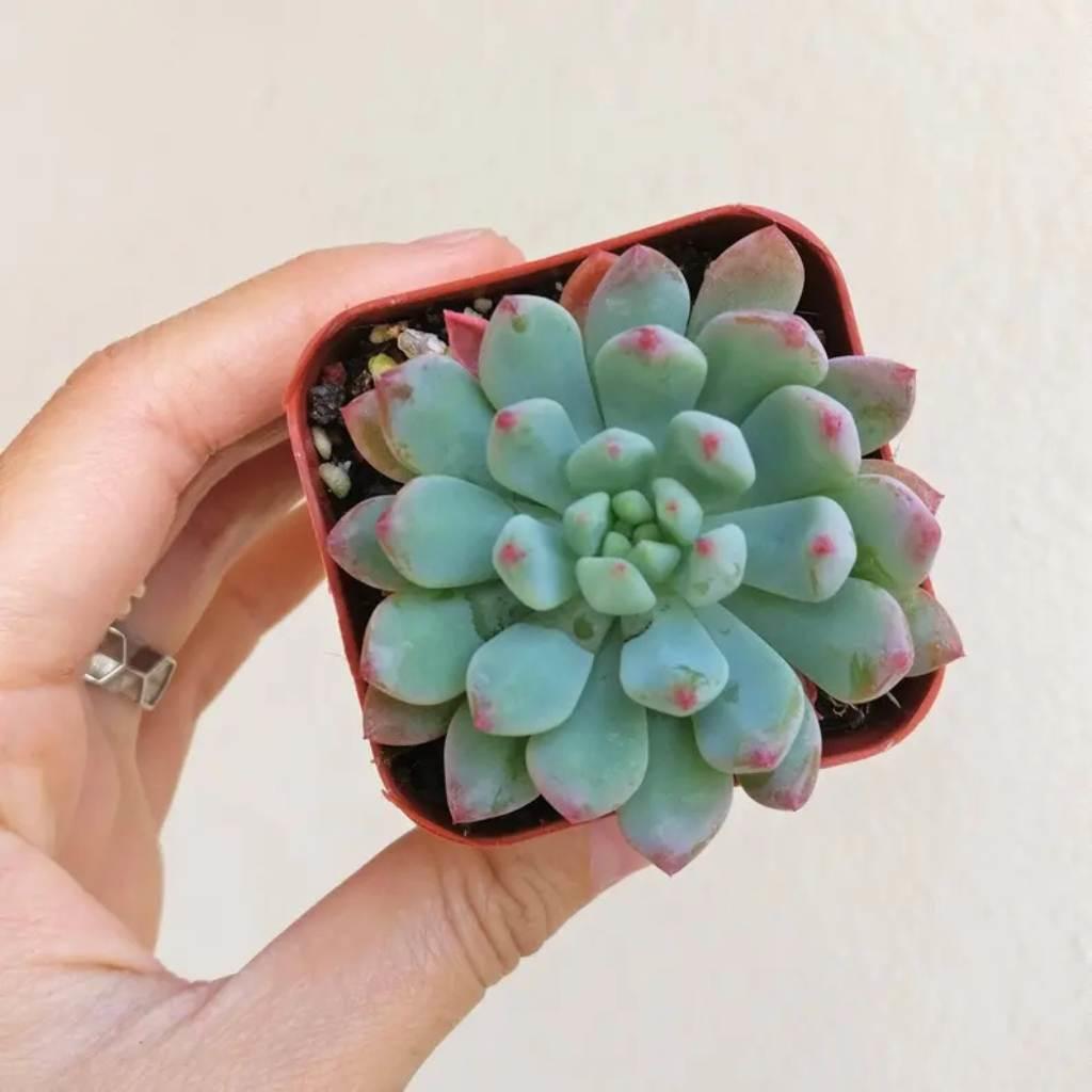 Echeveria Blue Elf, rooted starter succulent, held in hand.