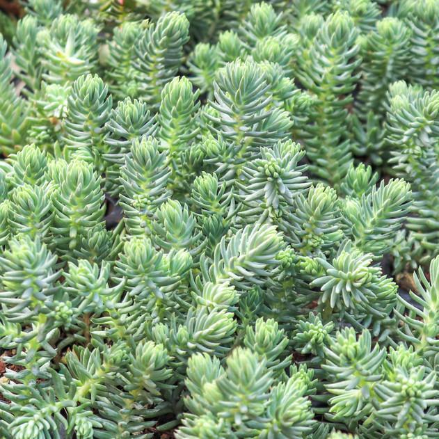 Sedum Reflexum Blue Spruce, a vibrant groundcover succulent.