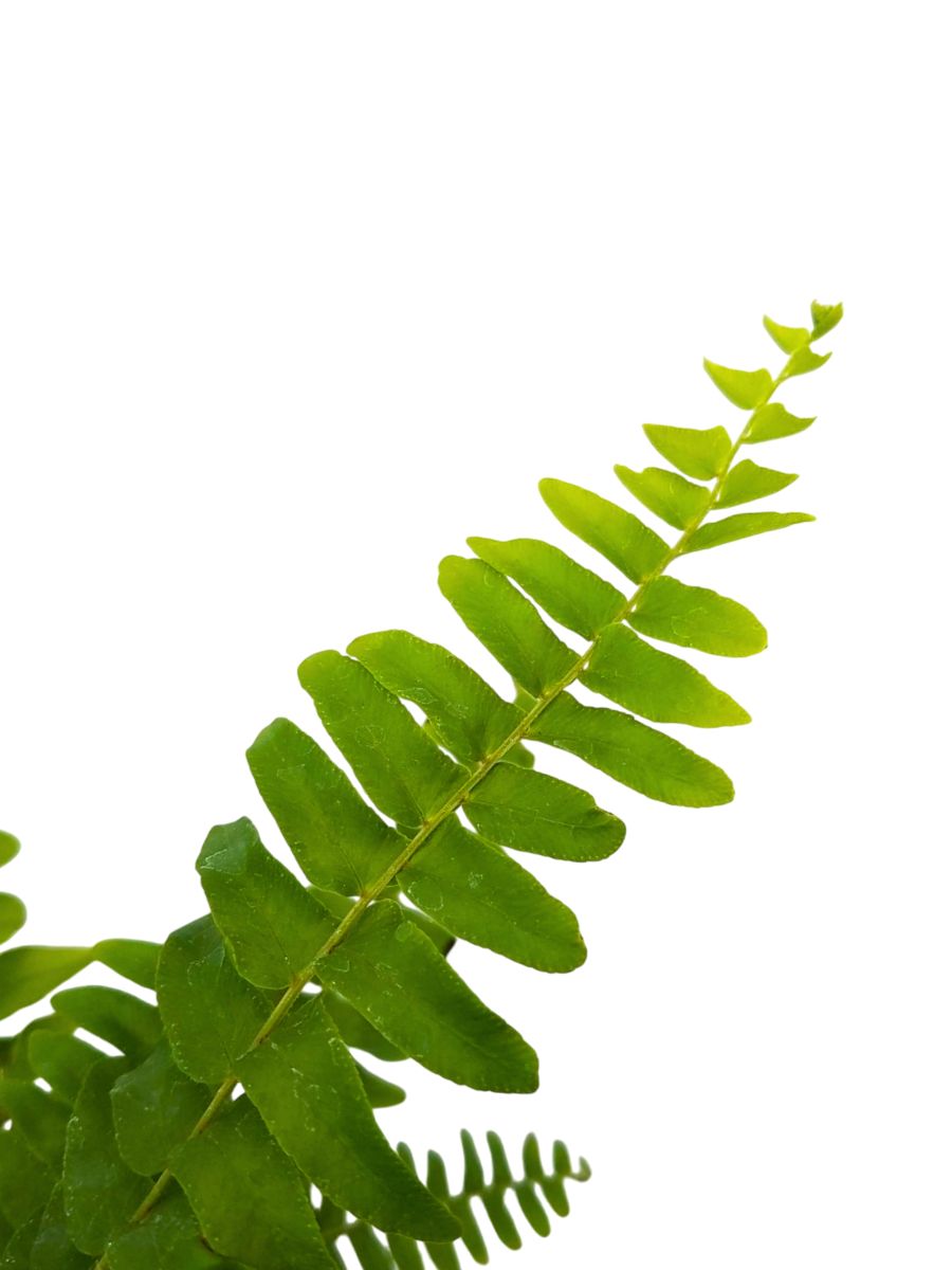 Boston Fern Massii plant, perfect for adding greenery to any room, USA
