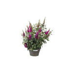 Buddleja Buzz Hot Raspberry, USA grown, purple flower shrub.