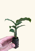 Calathea Freddie, rooted plant. Green leaves, ready to grow.