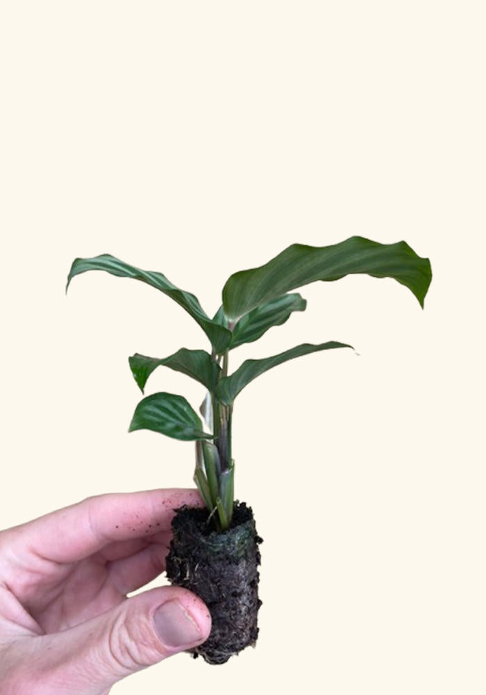 Calathea Freddie, rooted plant. Green leaves, ready to grow.