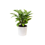 Calathea Freddie, USA grown, striped leaf indoor plant, pot.