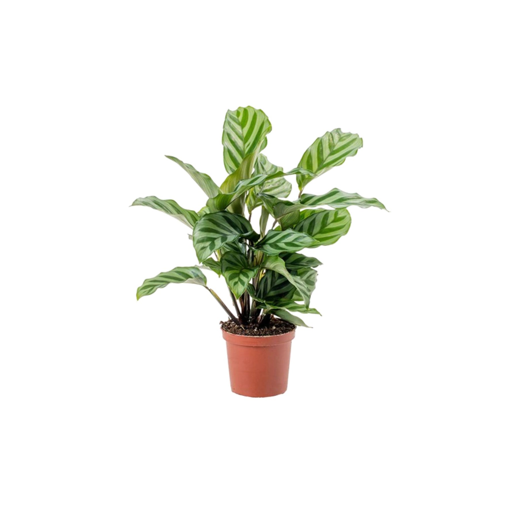 Calathea Freddie, USA houseplant seller, striped leaves, pot.