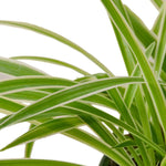 Chlorophytum Spider Reverse, showcasing striped leaf pattern.