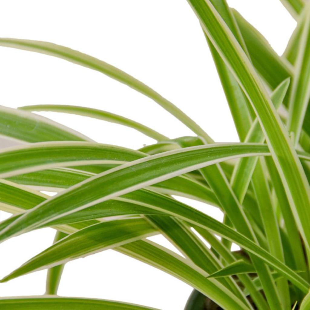 Chlorophytum Spider Reverse, showcasing striped leaf pattern.