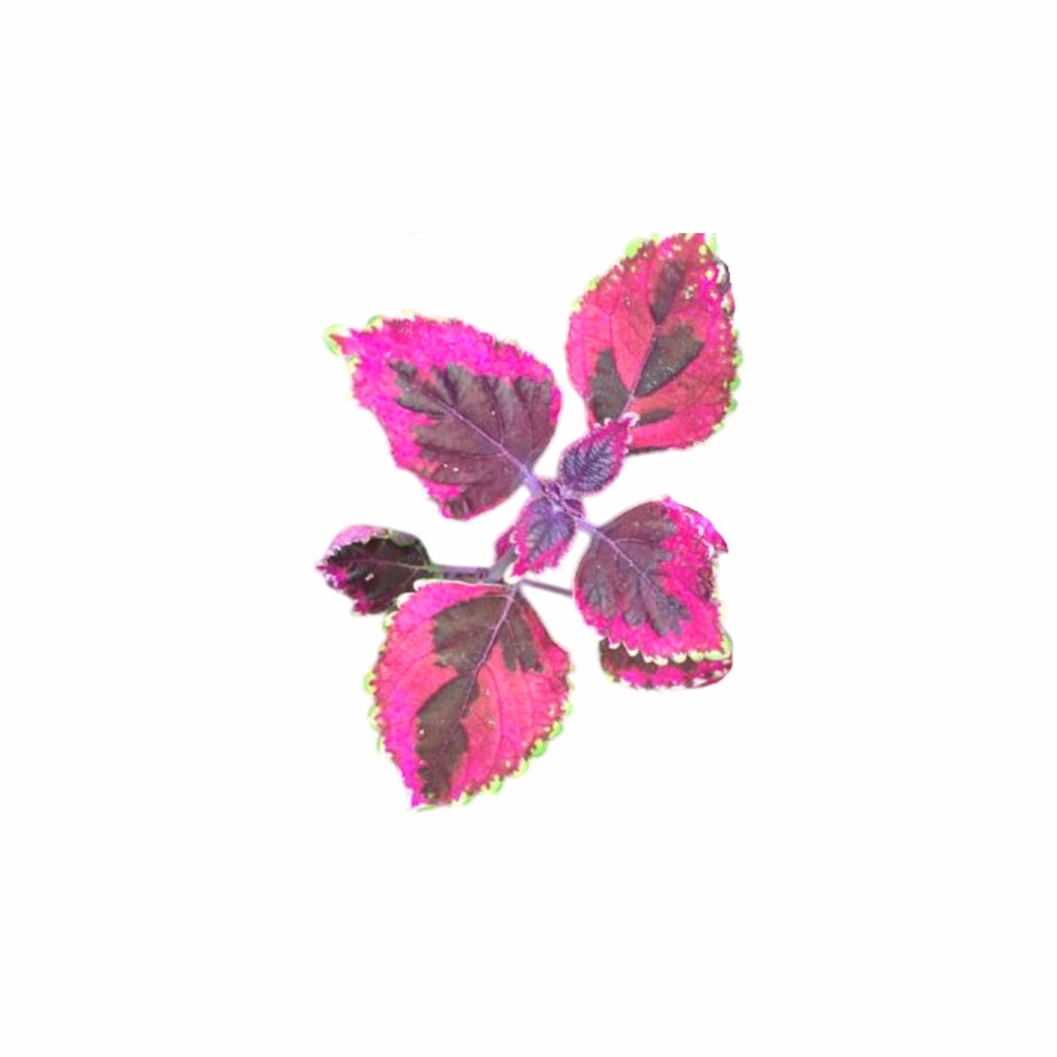 Coleus Meandering Linda Rooted Starter Plant