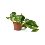 Cordatum Regular, buy indoor plants in USA, Philodendron, pot plant.