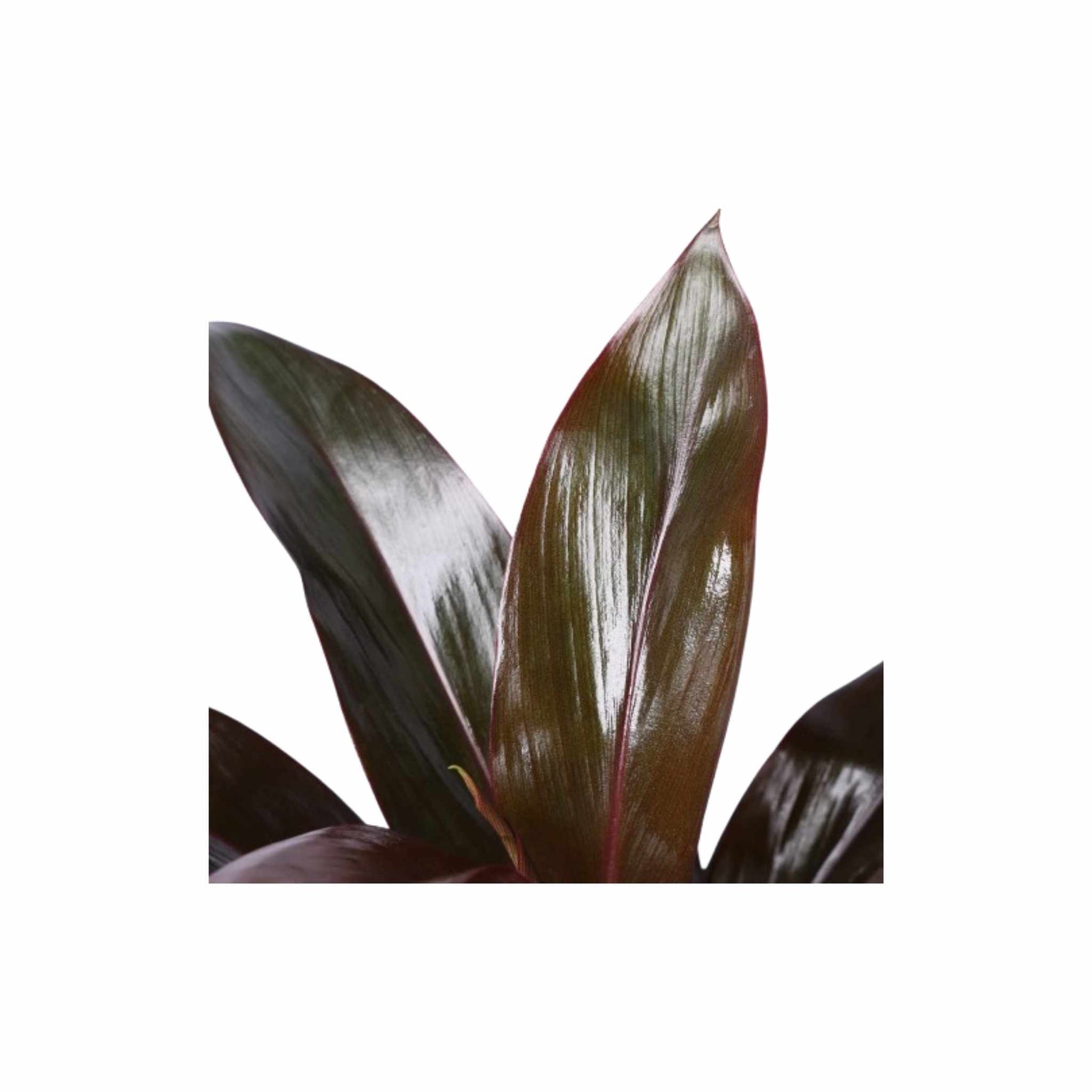 Cordyline Coffee Compacta, close up, dark leaves, USA.