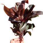 Cordyline Coffee Compacta, hand held, dark foliage, USA.
