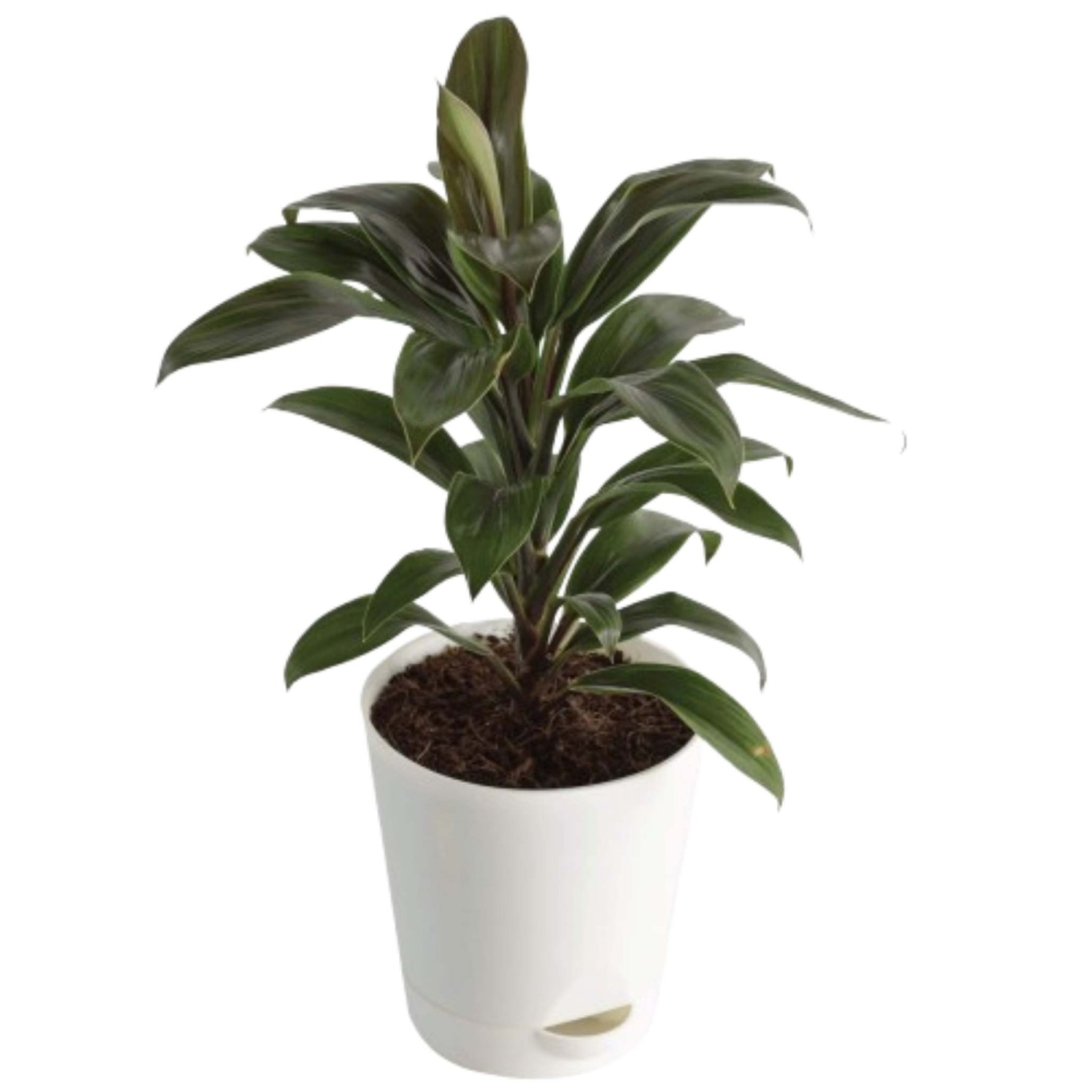 Cordyline Coffee Compacta in white pot, green leaves, USA.